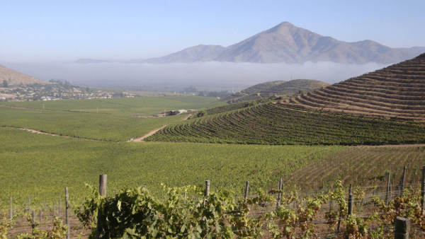 FALERNIA VINEYARD + ABA PISQUERA